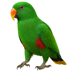 Vosmaeri Eclectus